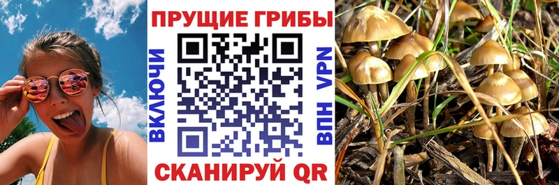 где купить   Губаха  Галлюциногенные грибы Magic Shrooms 